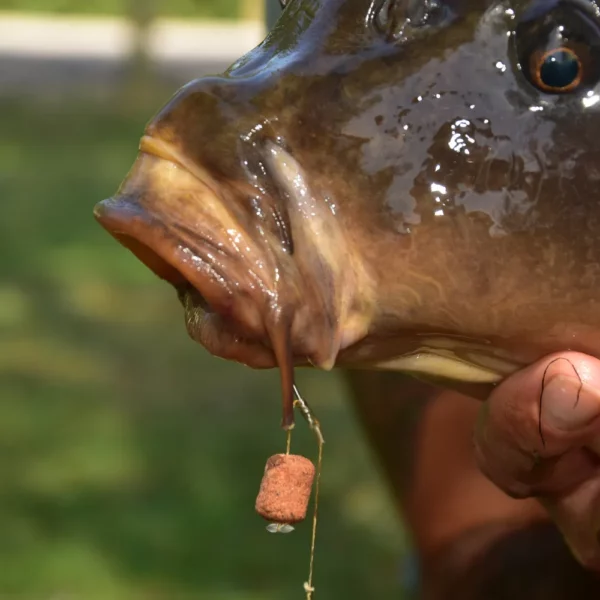 Wafters Dynamite Baits Complex-T